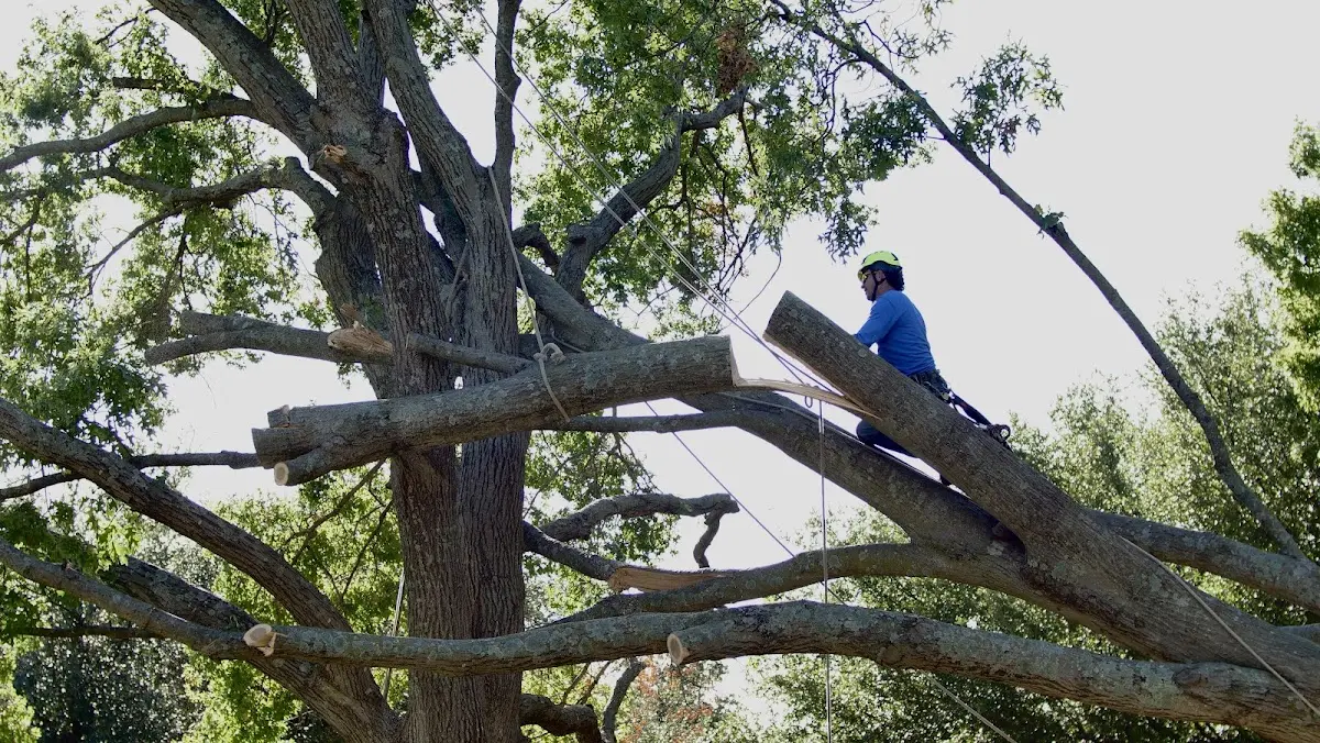 Professional Crown Thinning performed by certified arborists in Margie